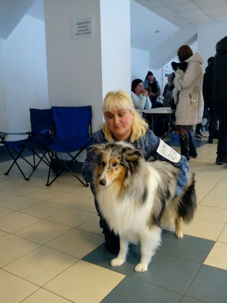 Колли 6.jpg