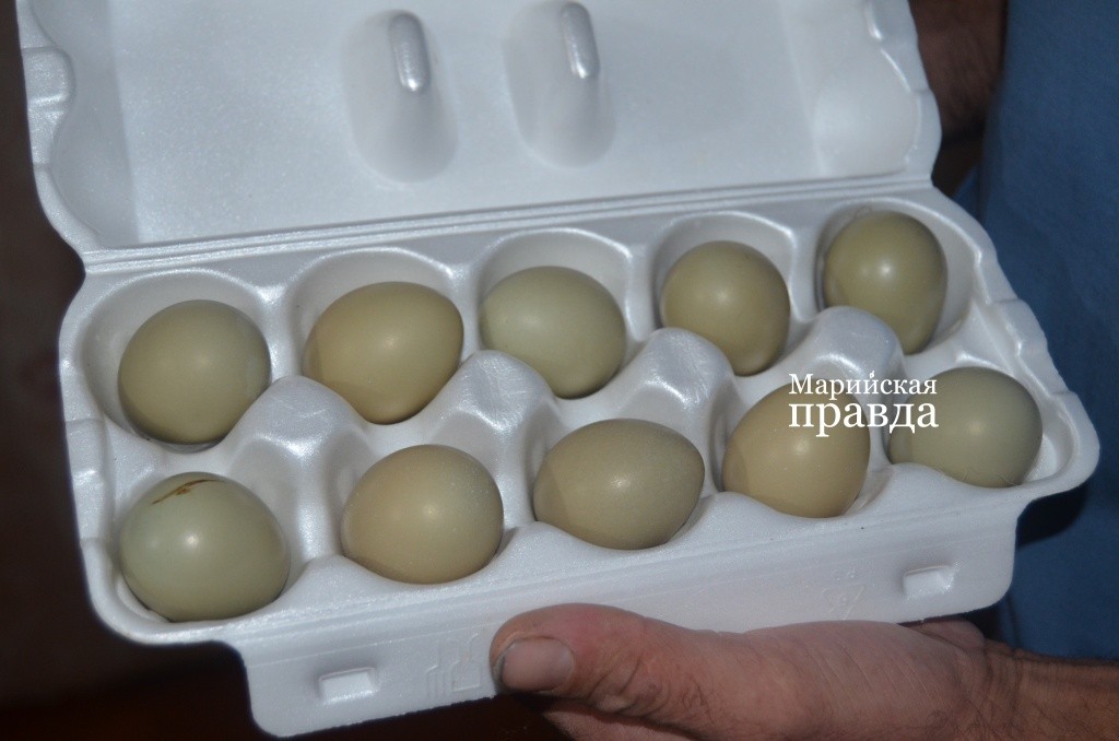 Фазаньи яйца помельче куриных..jpg