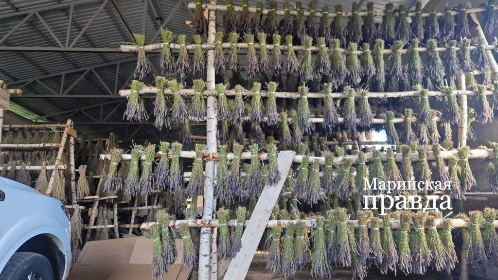 Травы сушатся вот в таких снопиках на вешалах в складе.jpg