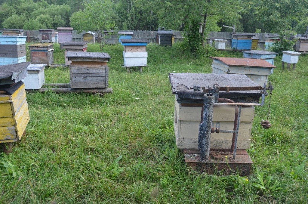Контрольный улей. Среднесуточная прибавка меда в последние дни составляла восемь килограммов .jpg