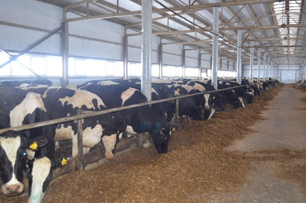 В блоках светло, тепло и приятный запах сенажа.jpg