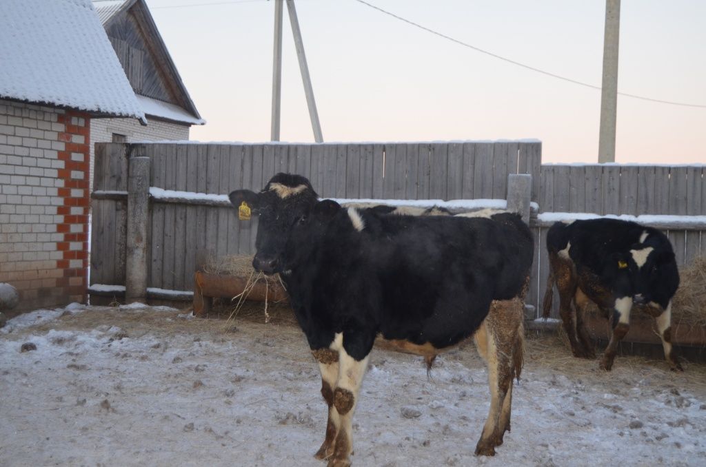 Эти бычки сейчас весят 3,5- 4 центнера.JPG