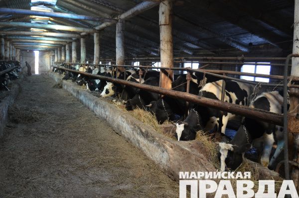 Сено хорошего качества идет на ура.JPG