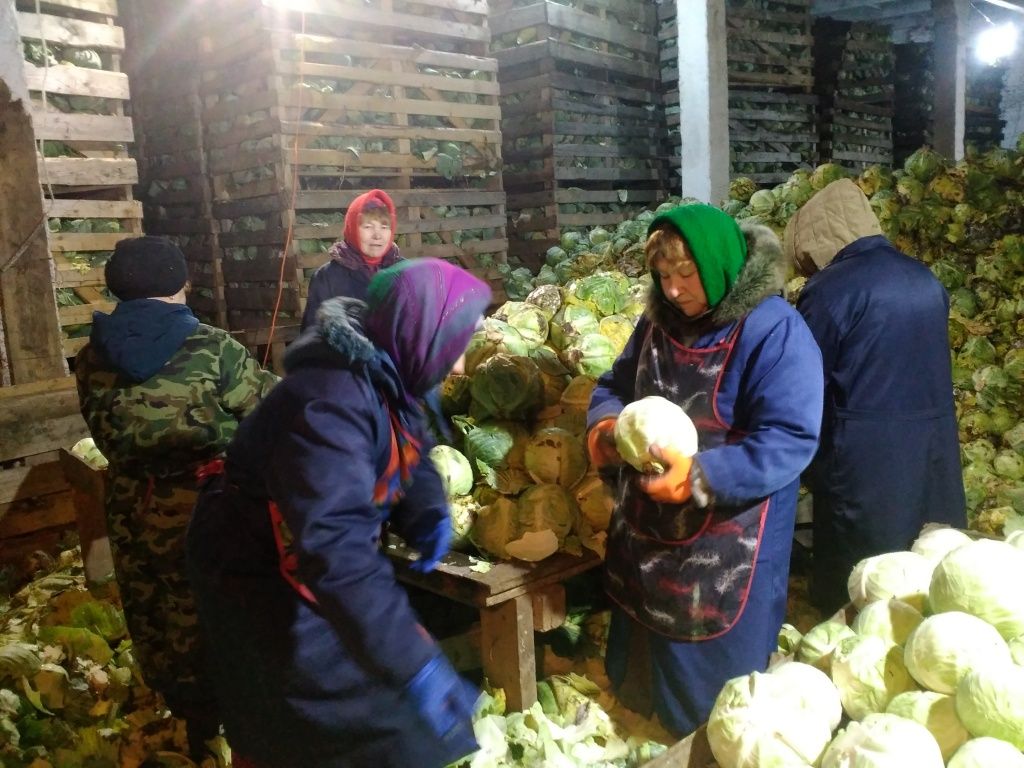 Овощеводство это еще и возможность дополнительной занятости местных жителей.jpg