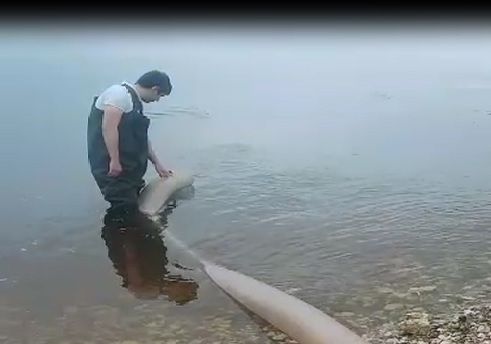 Стерлядь 2.jpg