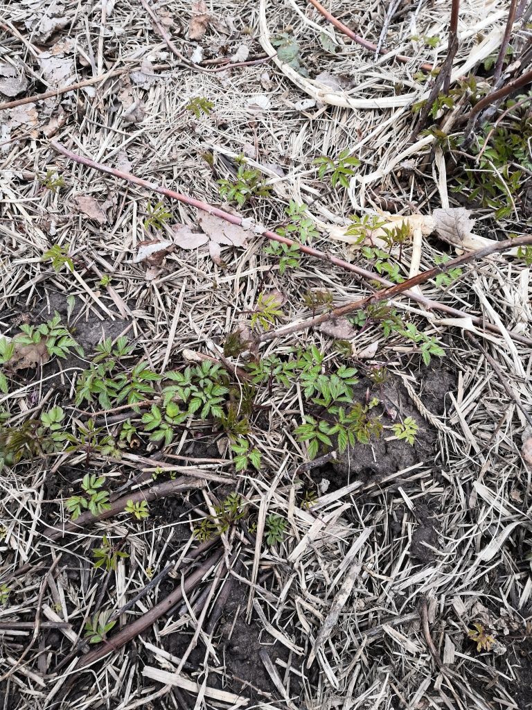 Сныть растет в каждом огороде. Сныть растет в каждом огороде.jpg