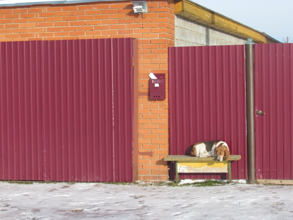 Собака у дома