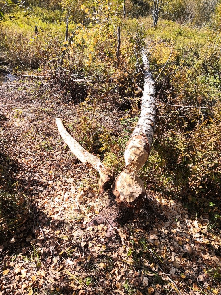 Бобры не сидят без дела.jpg