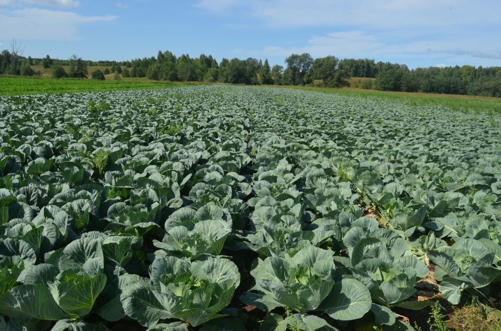 Год нынче должен быть капустным.JPG