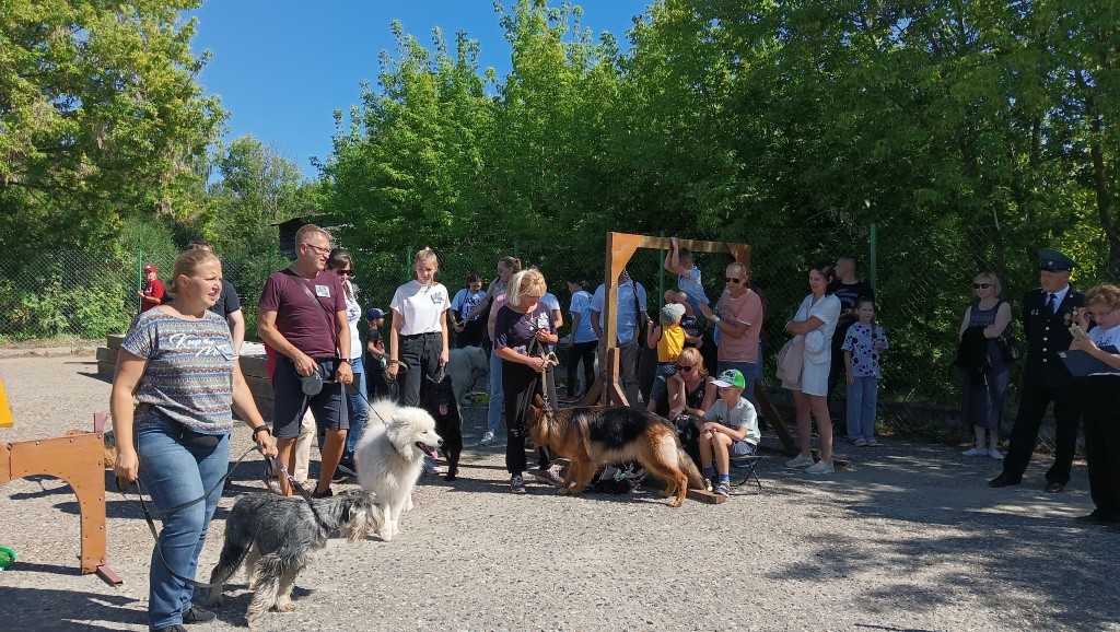 День Фронтовой собаки.