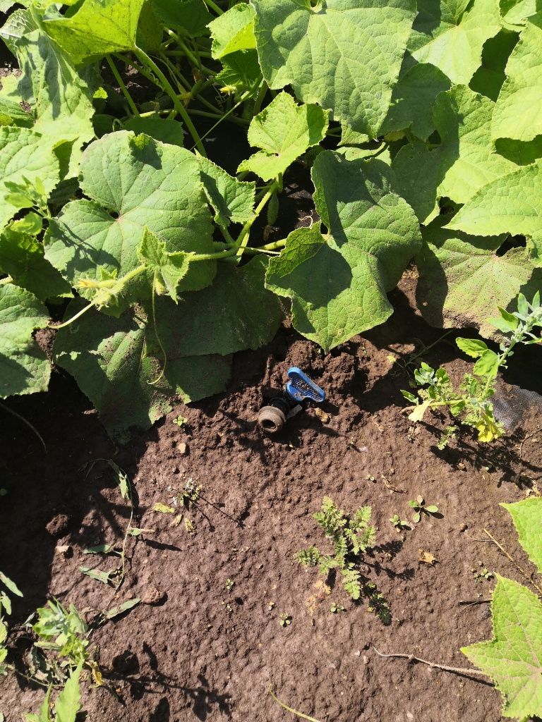 Фермер использует капельный полив.jpg