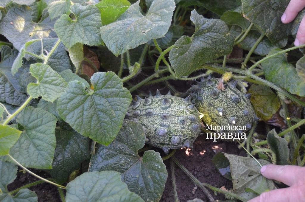 Так выглядит экзотическое кивано..jpg