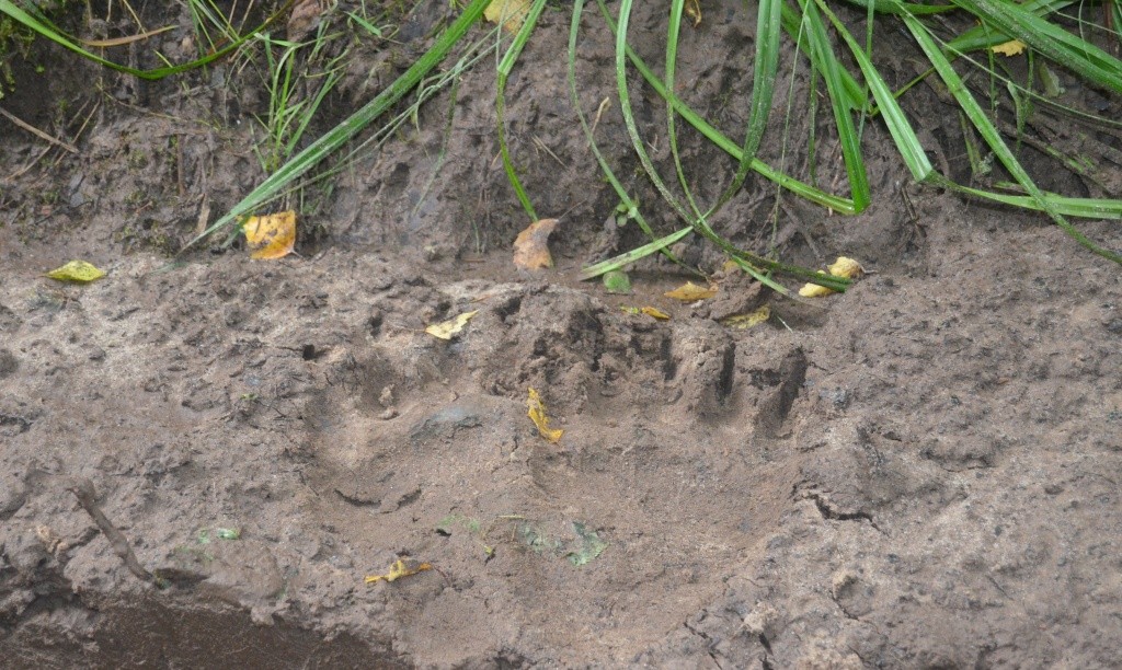 На полевой дороге можно было увидеть следы лап и когтей хозяиона леса.JPG