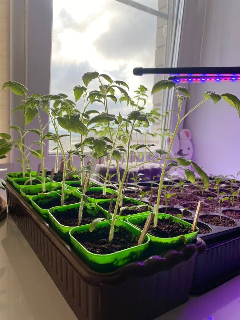 Рассада томатов