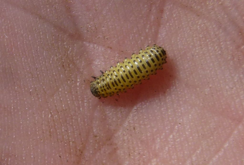 Личинка листоеда личинка.jpg