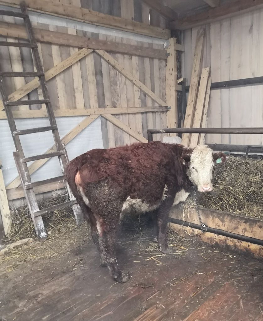 Вместе с нетелями стоят юные бычки-герефорды.jpg