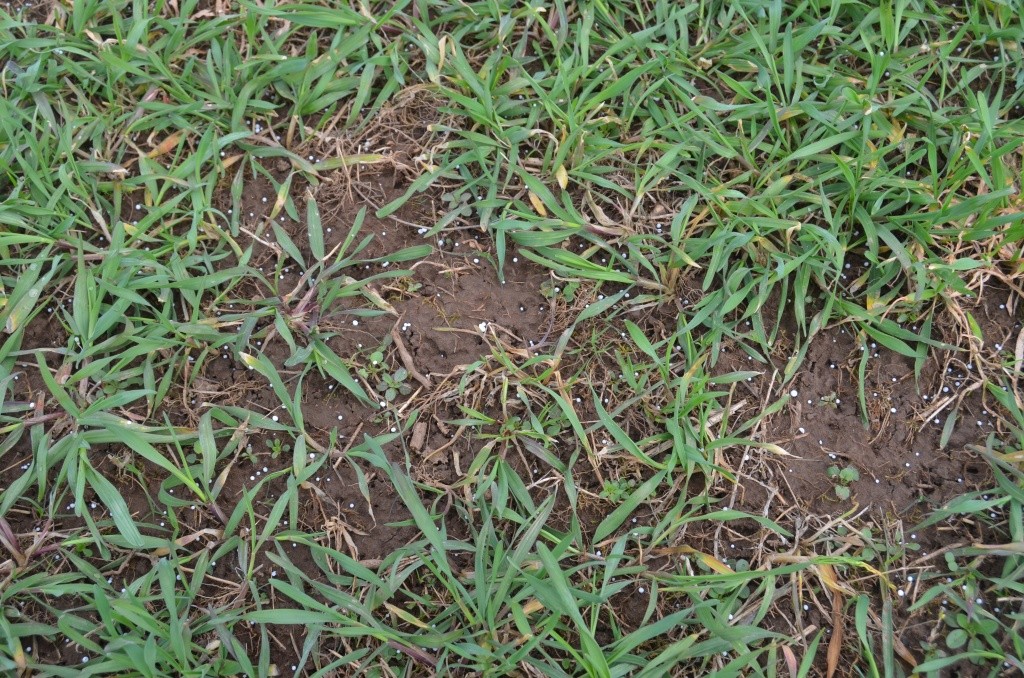 Гранулы аммиачной селитры поддержат рост озимых. Гранулы аммиачной селитры поддержат рост озимых.jpg