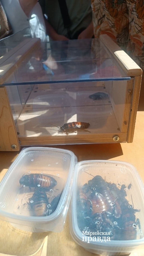 тараканы.jpg