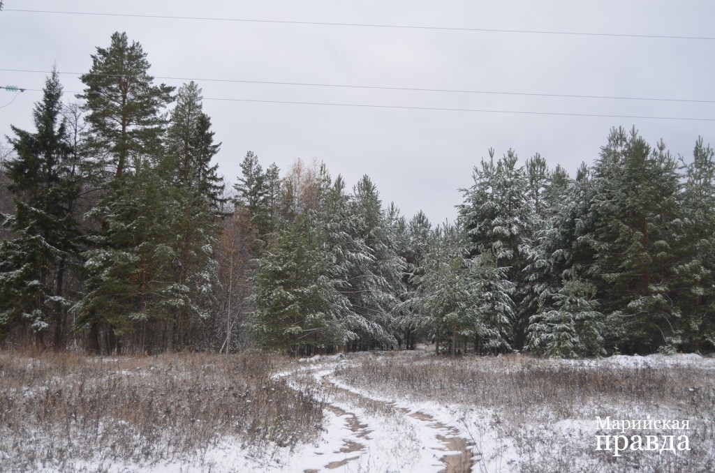 Русскошойская сторона богата лесами..jpg