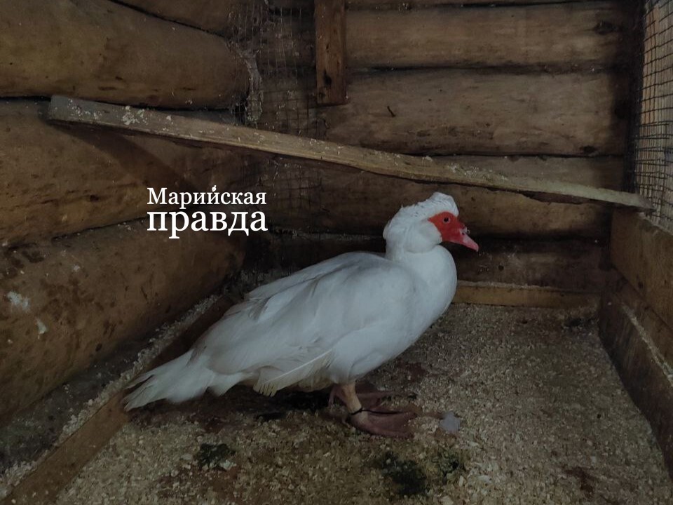 photo_2024-11-12_13-05-12 (1).jpg