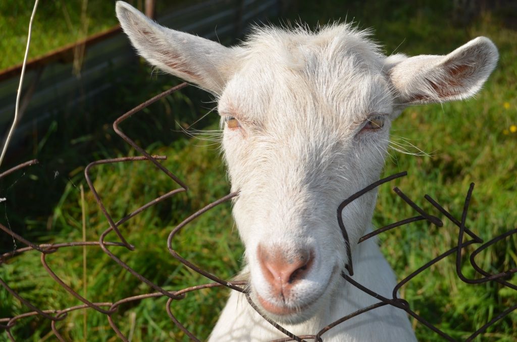 Манька, наверное. единственная коза в республике, которую кормят виноградными листьями.JPG