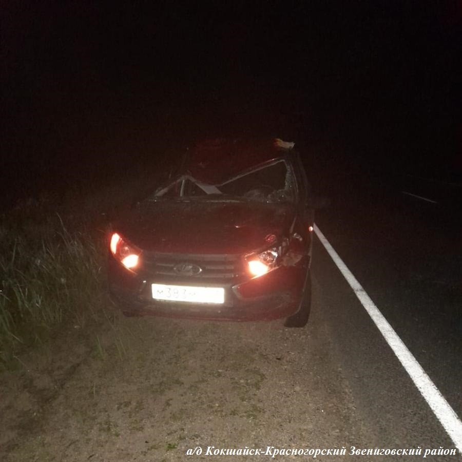 авария с лосем