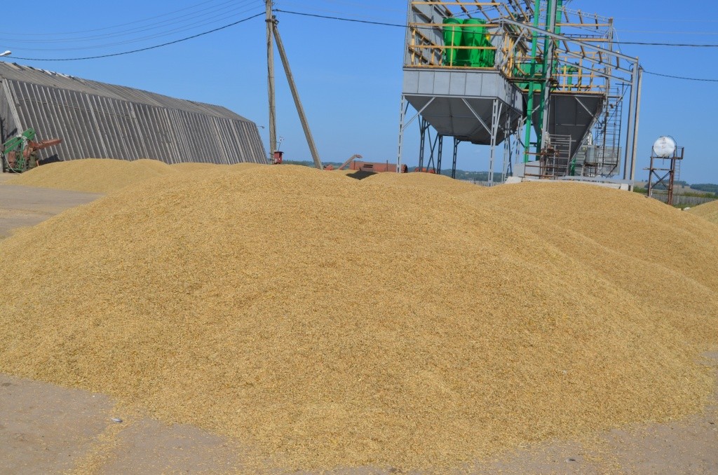 Овес дал нынче самую высокую урожайность среди зерновых культур.JPG