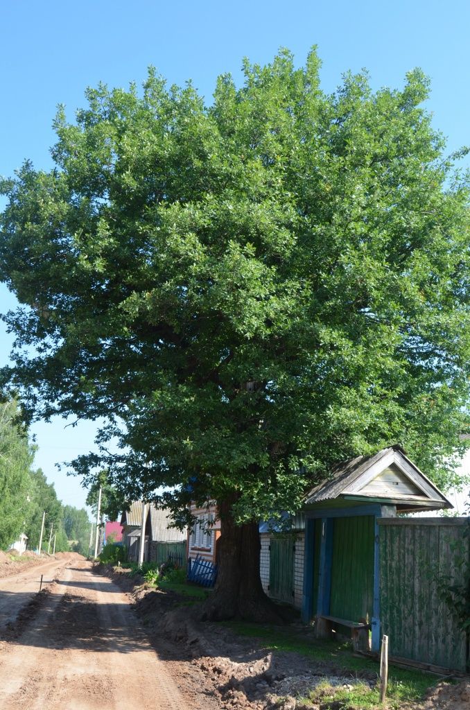 Этот вековой дуб предстояло спилить ради тротуара, но в проект внесли изменения, поэтому аксакал останется жить.JPG