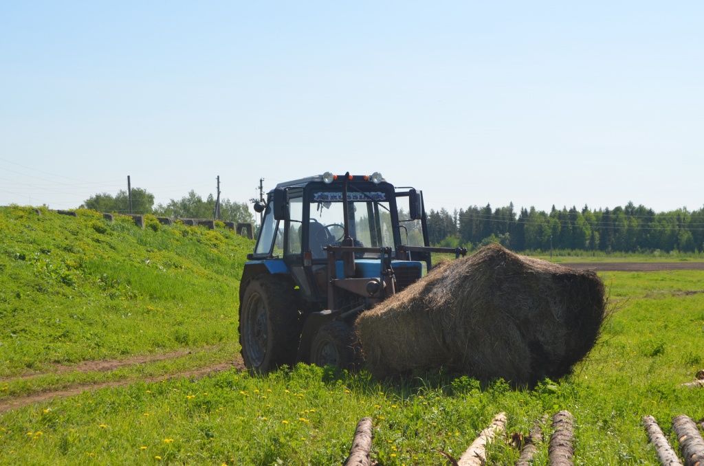 МТЗ с утра пахал землю,а сейчас подвозит корма - рулоны с сеном.JPG