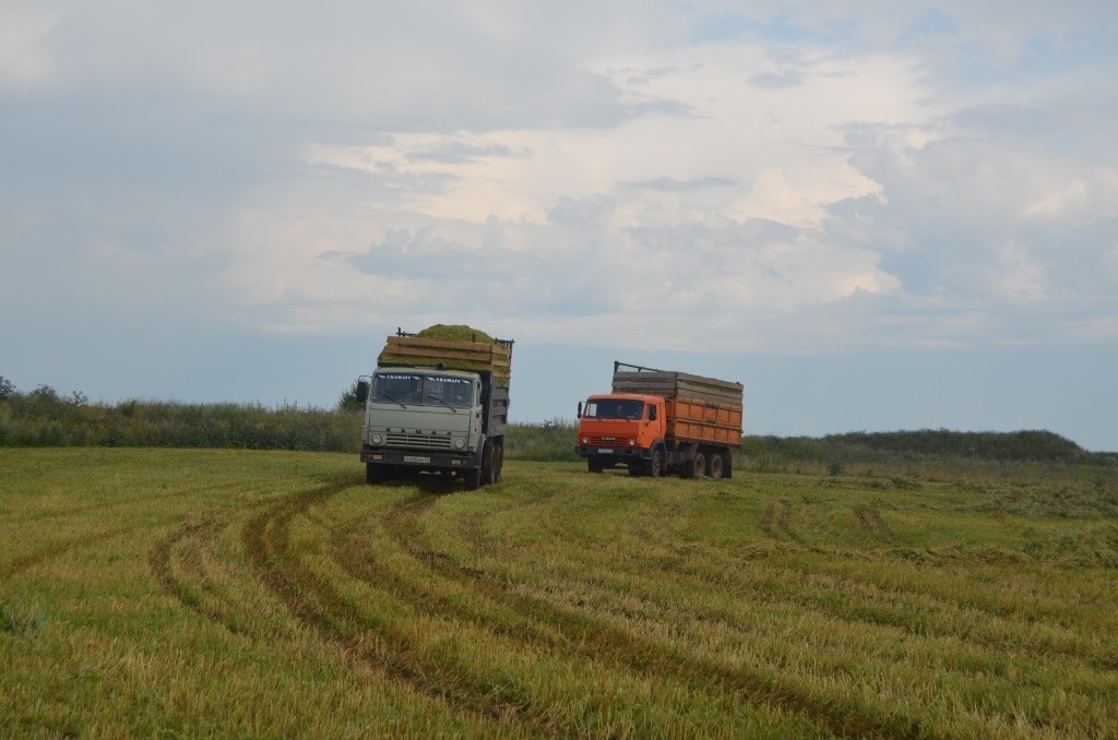 На отвозе зеленой массы было занято сразу шесть КАМАЗов.JPG