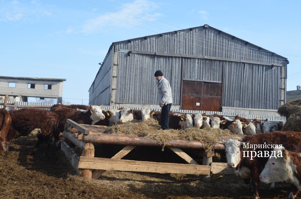 Все на обед - вкусняшки раздают. Мударис Равилевич подбросил животным горохового сена..JPG