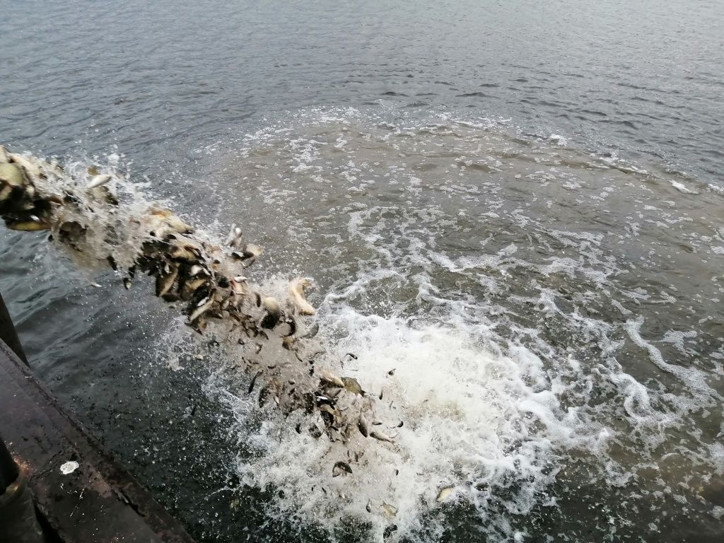 зарыбление 15.10.2019.jpg