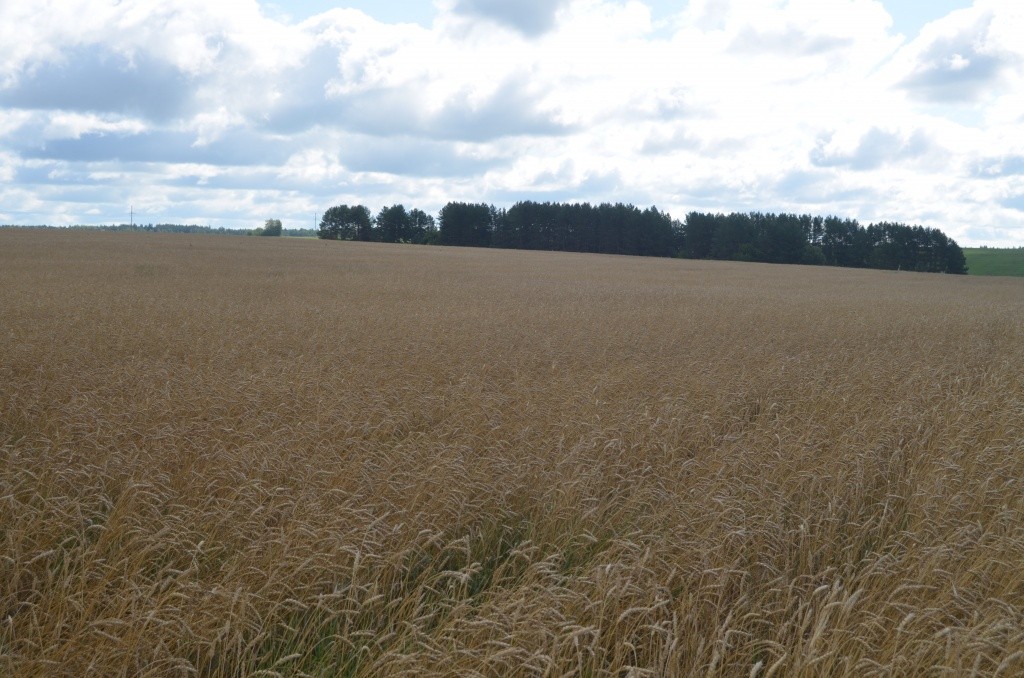 На этом поле пшеница уродилась на славу.JPG