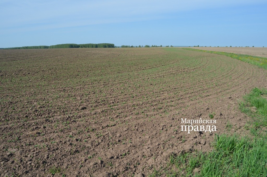 Курган находился на краю этого поля..jpg