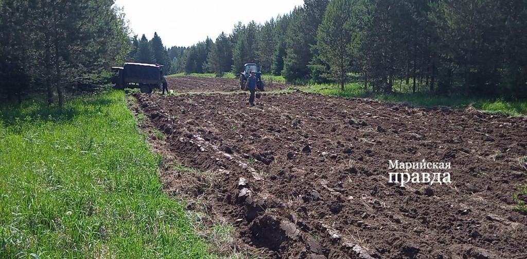 Засевают подкормочные площадки вручную(1)1.jpg