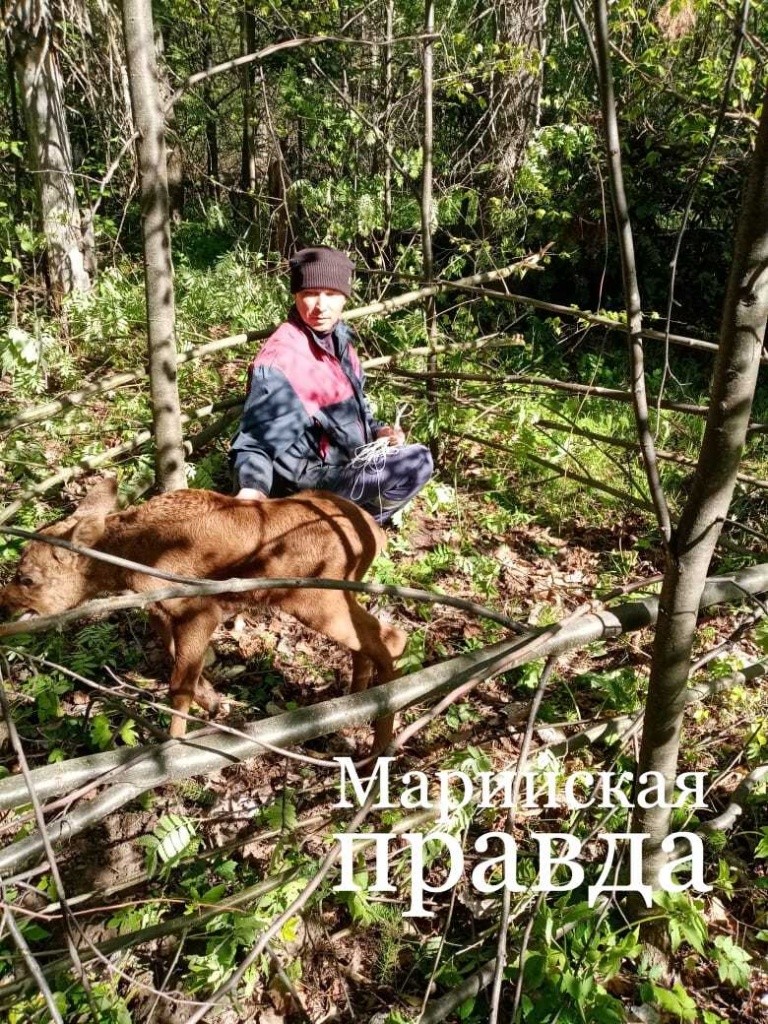 В роще по соседству с деревней люди построили для лосенка загон..jpg