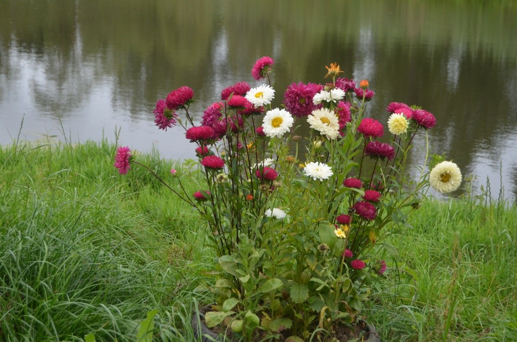 Куст астр просто шикарный, но, бось, что 1 сентября он не переживет.JPG
