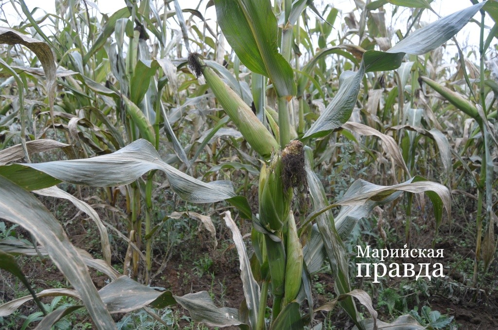 Вот такую кукурузу выращивают в Тумьюмучаше..jpg