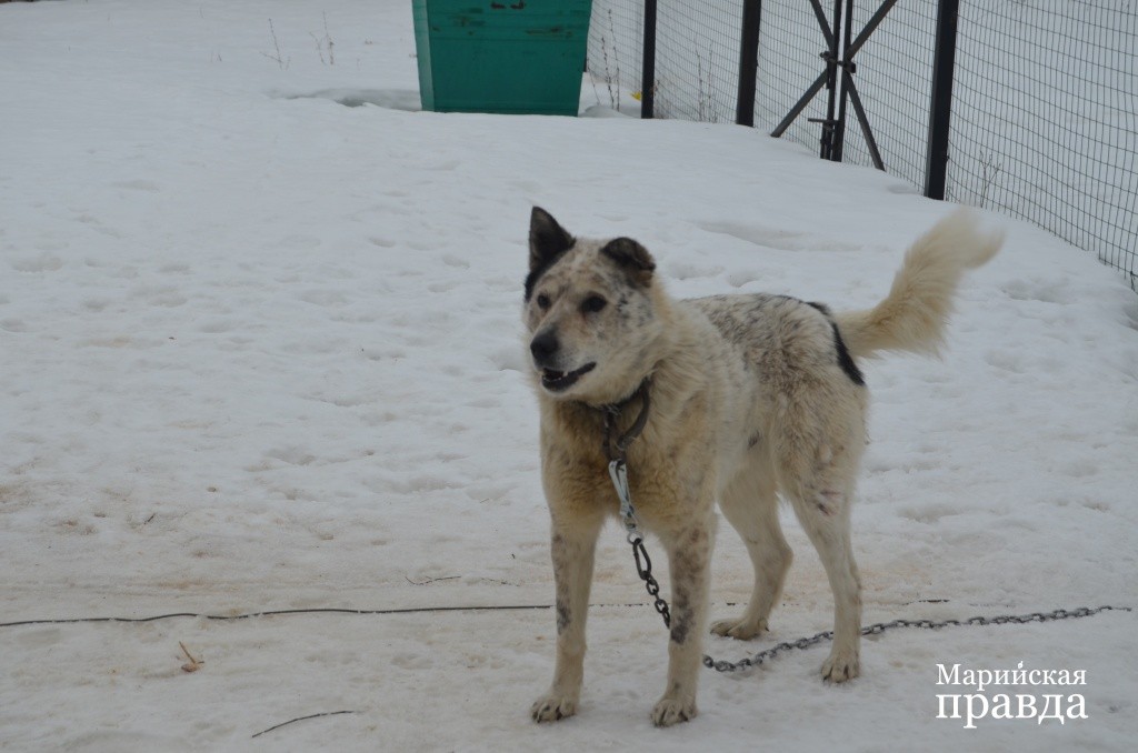 Умка единственный внештатный сотрудник метеостанции - девушки сами скидываются на его пропитание..jpg