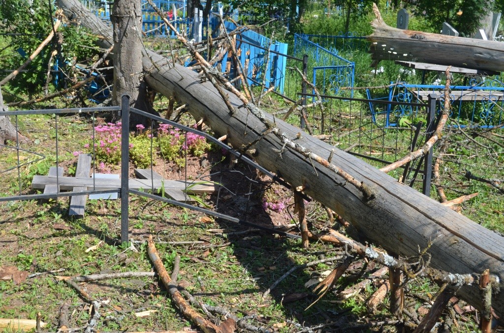 Огромная ель буквально расплющила оградку.JPG