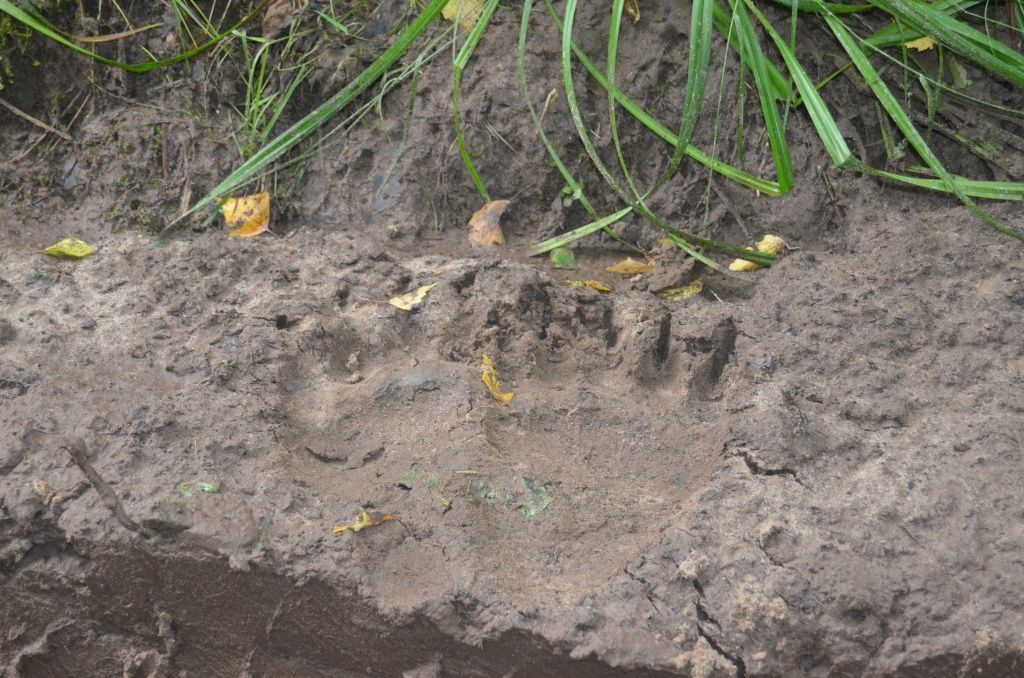 Встречаться с топтыгиным Никифорову не приходилось, но мишки в здешних лесах водятся.JPG