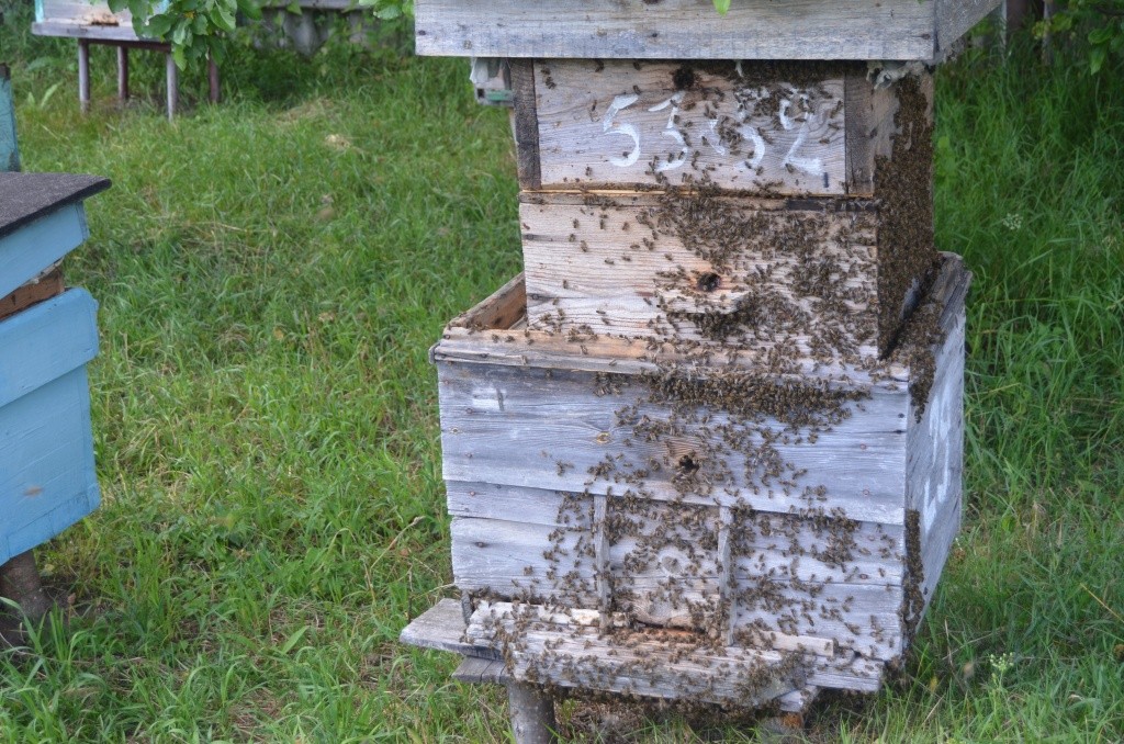 А в этом улье пчелкам, похоже, тесно.jpg