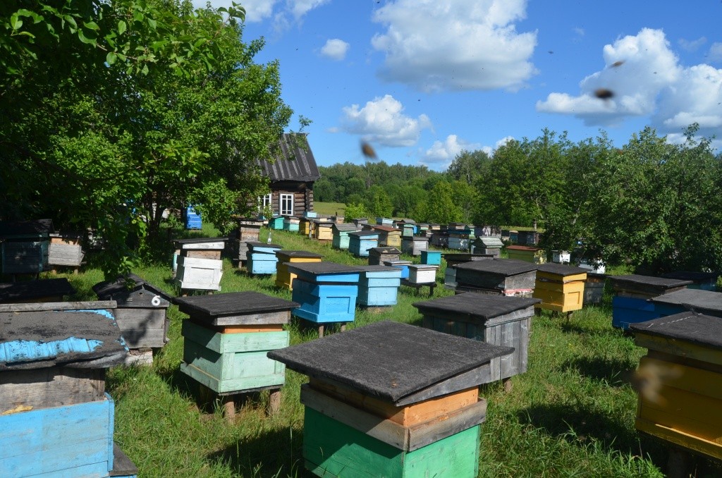 Пасека очень большая - порядка полутора сотен семей.jpg