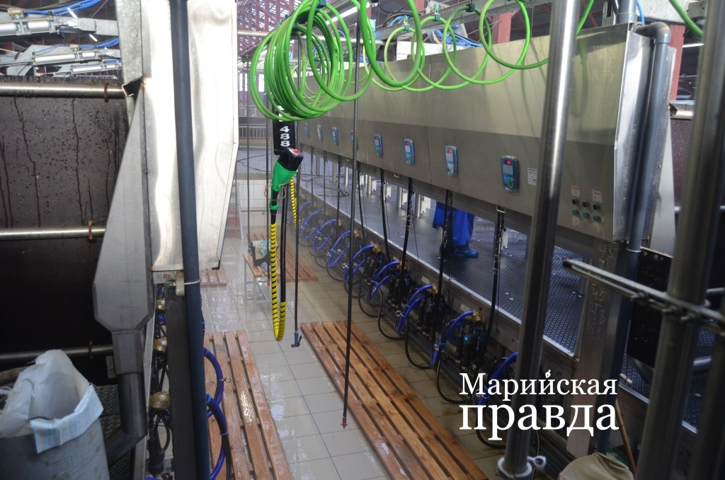 В доильном зале стерильно чисто, это главный залог качественного молока 1.jpg