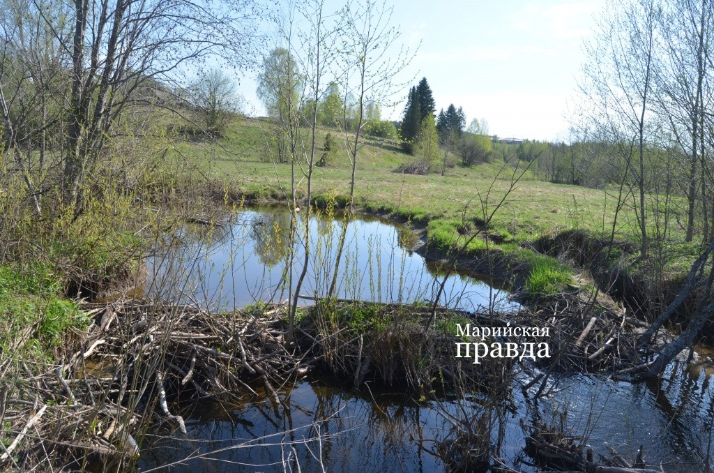 На речке около села целый каскад бобровых плотин..jpg