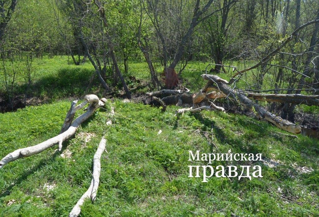 Закусочная для бобров(1).jpg