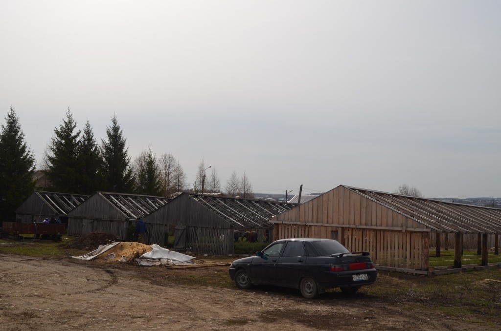 Сеянцы выращиваются в обычных тепличках.jpg