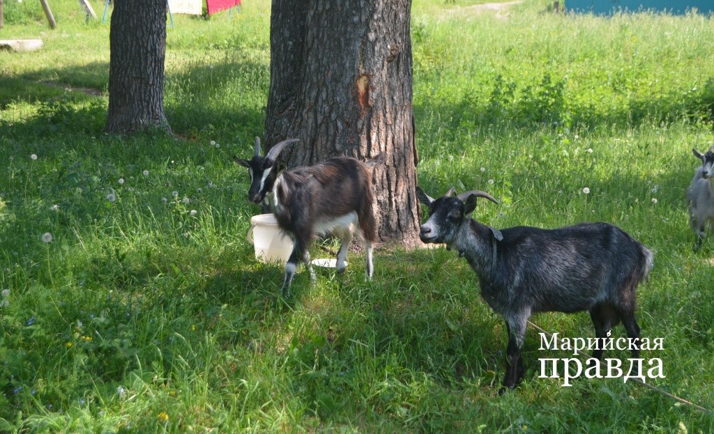 Тон в деревнях теперь задают козы..jpg