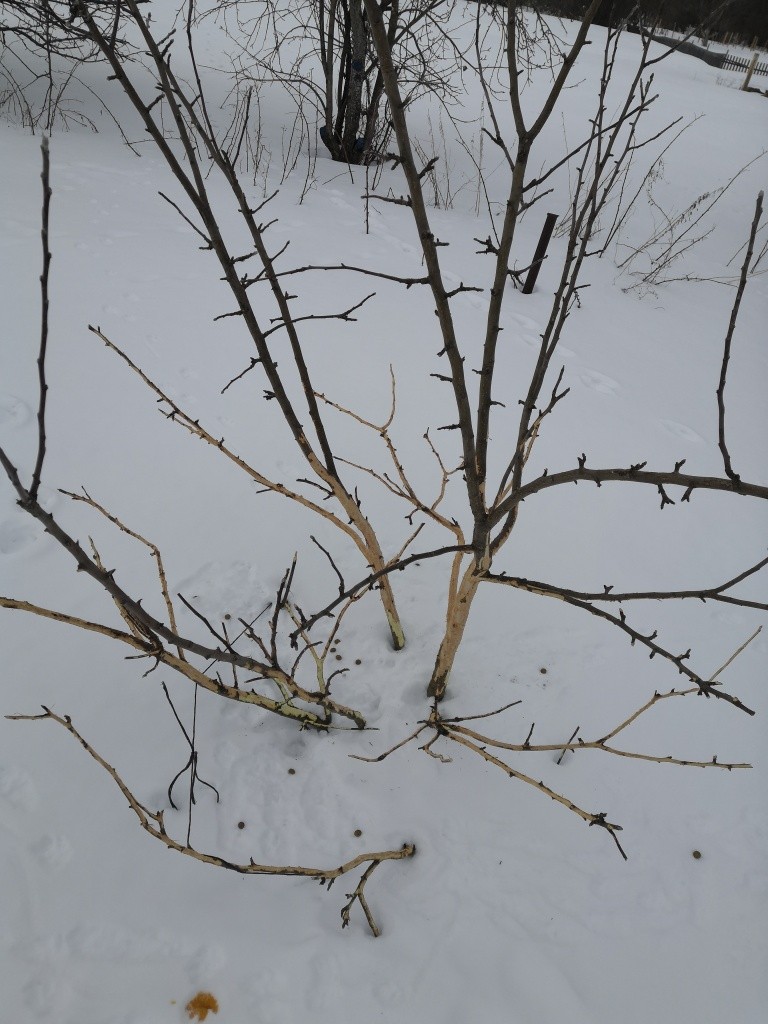 Эту яблоньку зайцы буквально ошкурили.jpg