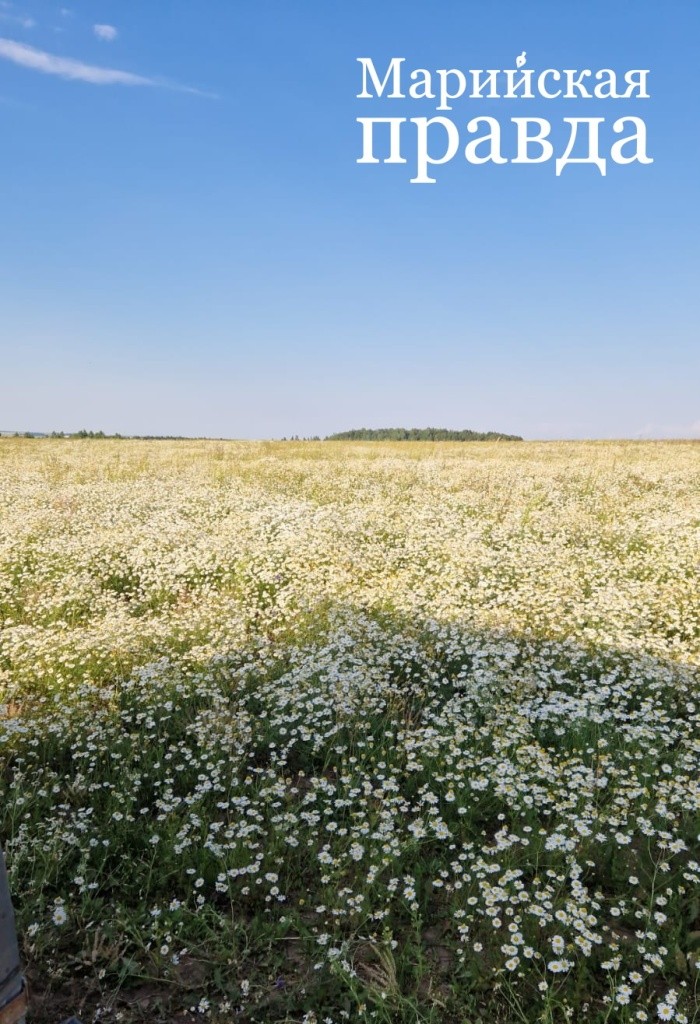 Поле, засеянное ромашкой(3).jpg